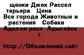 щенки Джек Рассел терьера › Цена ­ 27 000 - Все города Животные и растения » Собаки   . Адыгея респ.,Адыгейск г.
